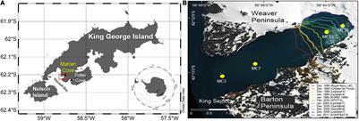 Impact of Freshwater Discharge on the Carbon Uptake Rate of Phytoplankton During Summer (January–February 2019) in Marian Cove, King George Island, Antarctica